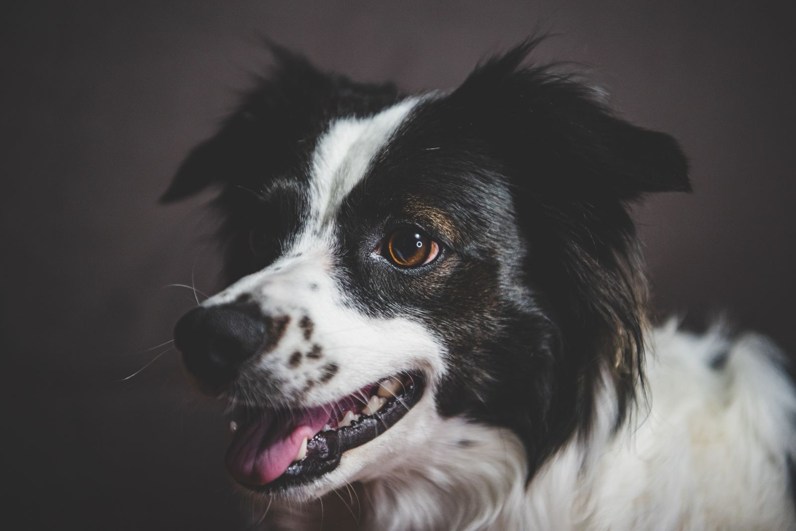 A happy border collie
